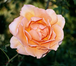 Small Rose